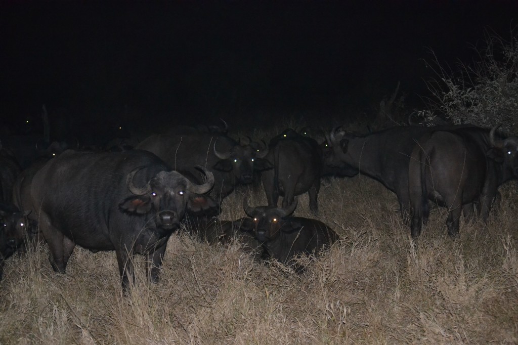 bufali notte kruger