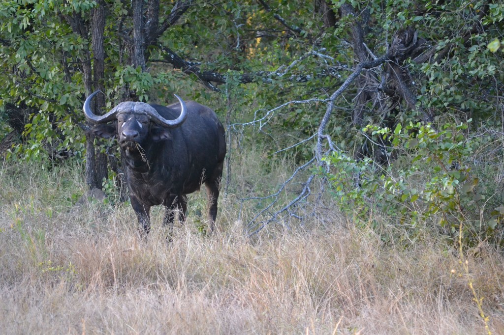 bufalo kruger