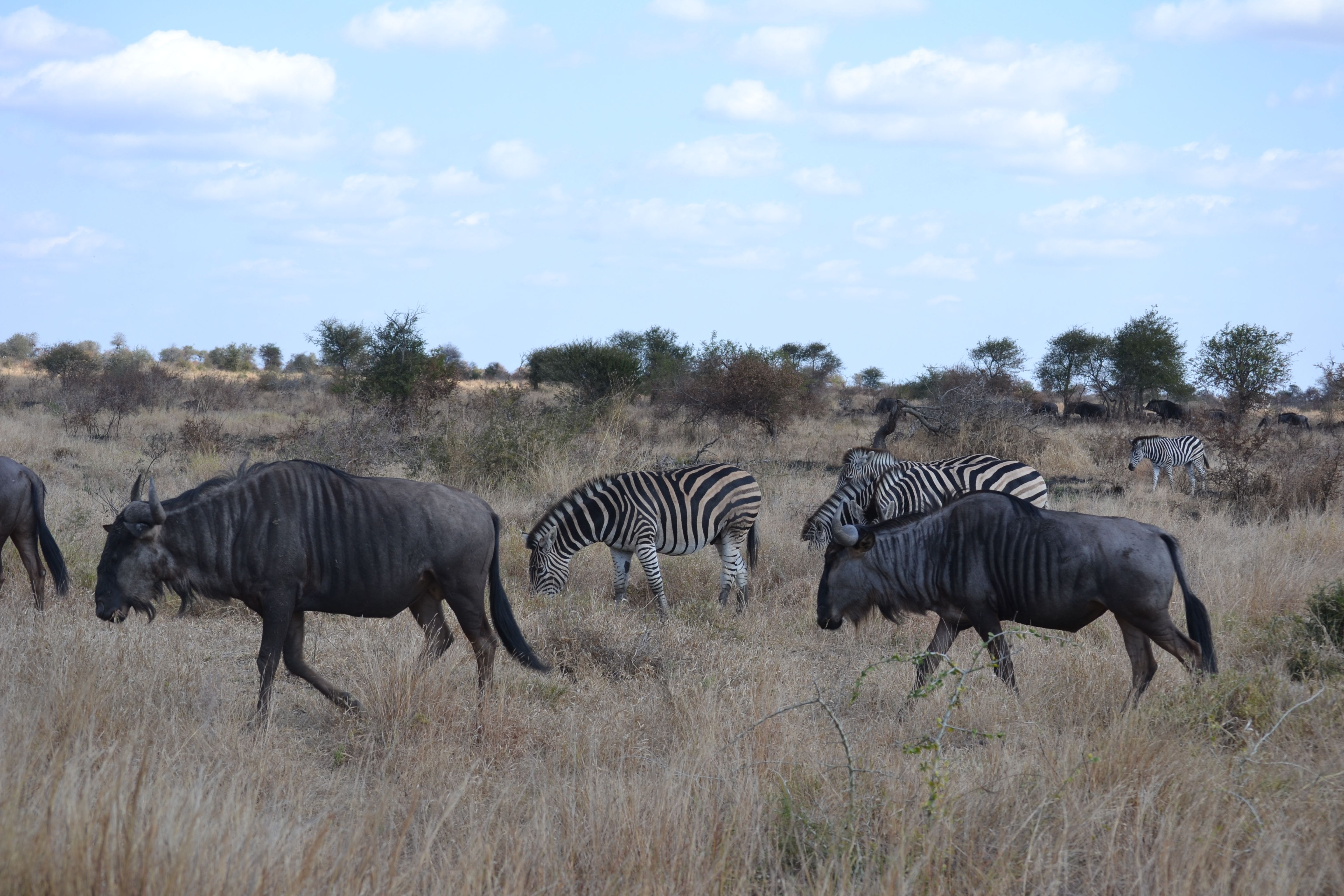 kruger animali