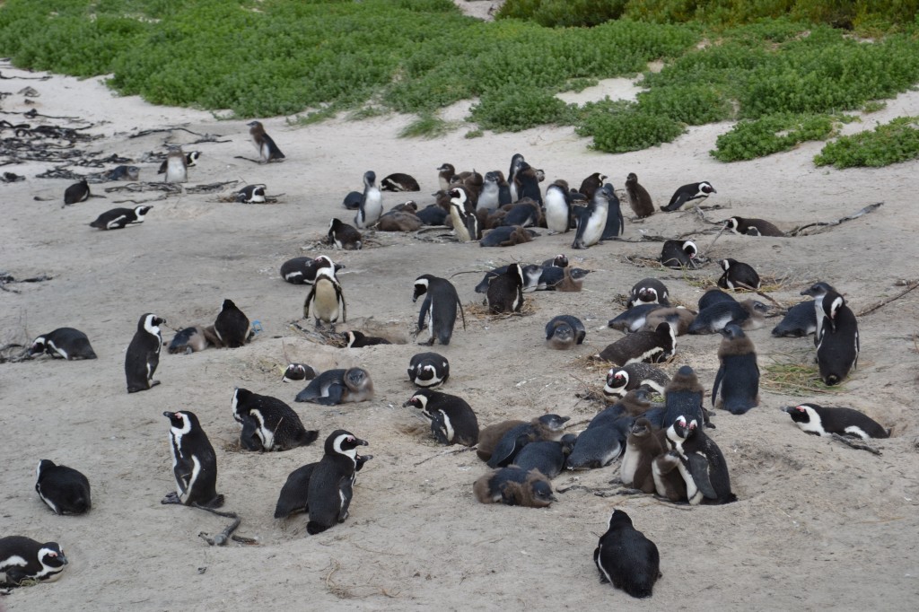 sudafrica pinguini
