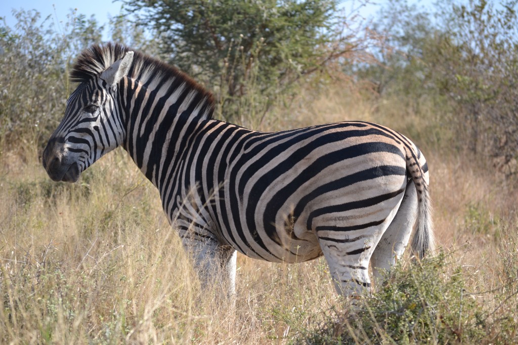 zebra gruger