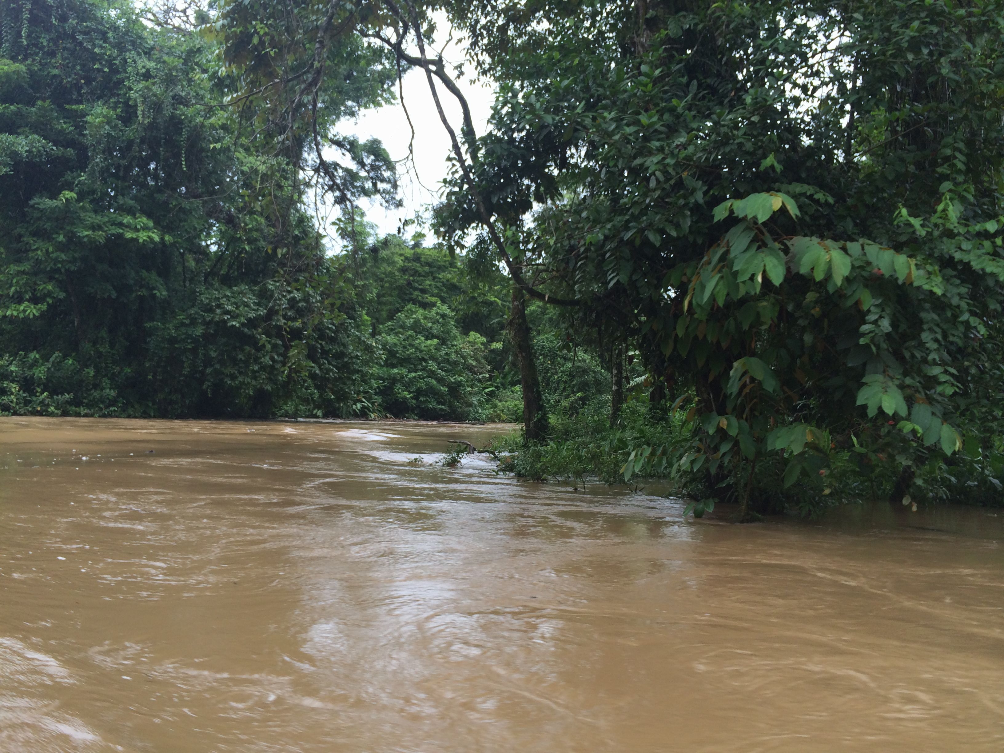 tortuguero national