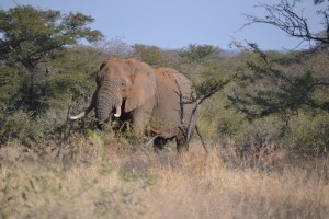 Alla ricerca dei Big Five al Kruger Park