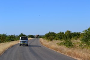 Alla ricerca dei Big Five al Kruger Park