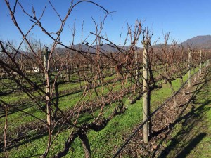 Cile cosa vedere - I vigneti Cileni